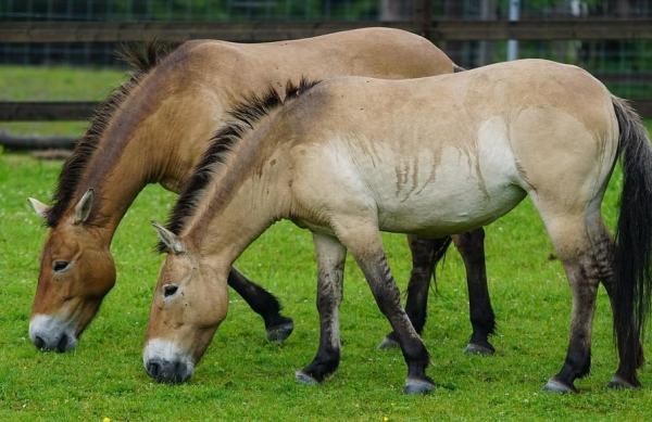 10 animales de la estepa: el caballo de Przewalski