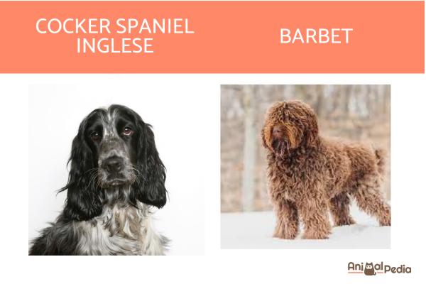 12 razas de perros de caza - Perro de búsqueda