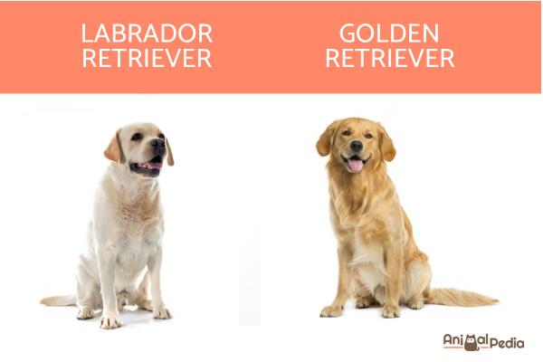 12 razas de perros de caza - Retriever