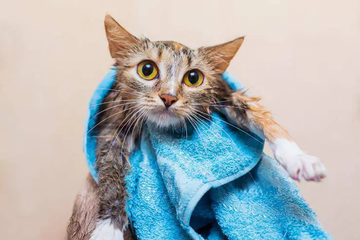 Baño para gatos Baño para gatos