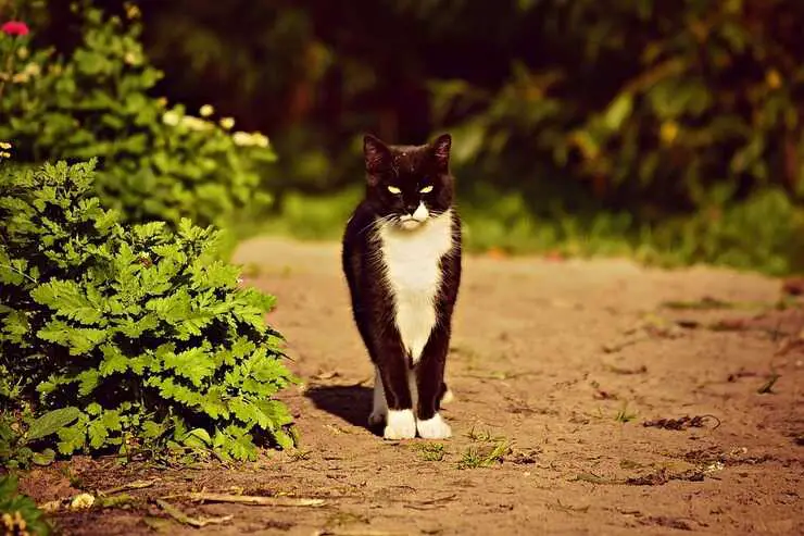 Gato callejero (Foto Pixabay)