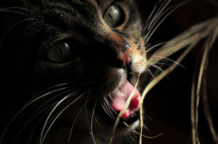 El gato si lo acaricio: todas las causas y como interpretarlo - Vida con Mascotas ▷➡️