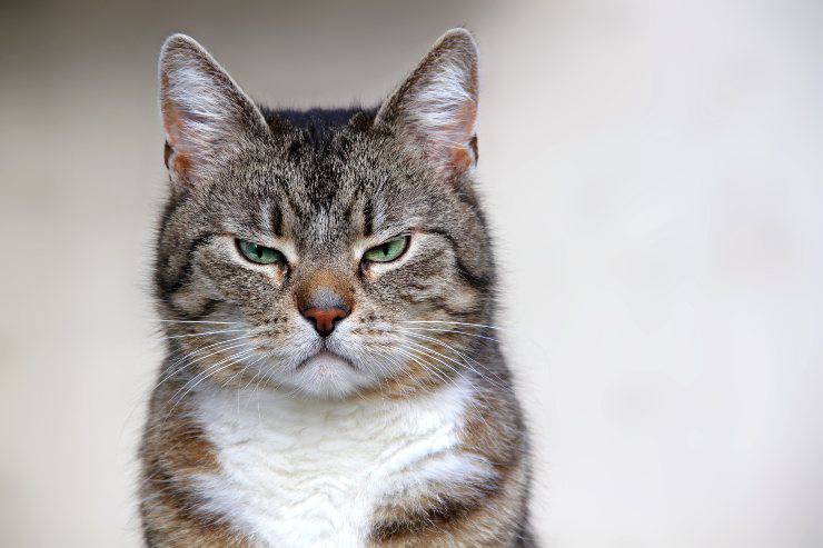gato