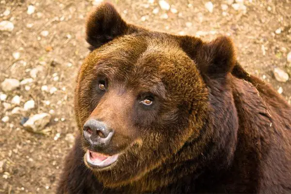 12 animales en peligro de extinción en Italia - Marsicano Brown Bear
