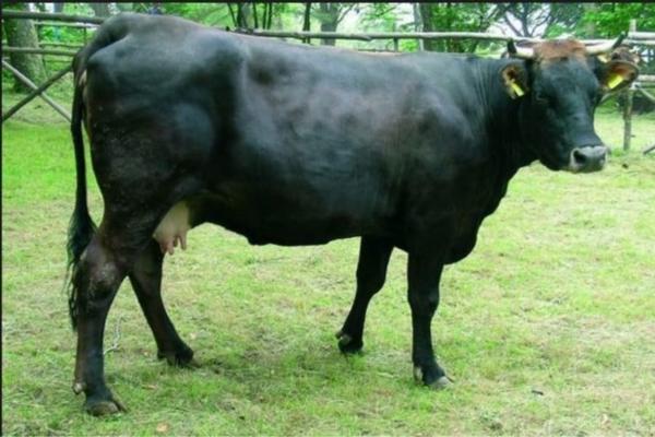12 animales en peligro de extinción en Italia - vaca Agerolese
