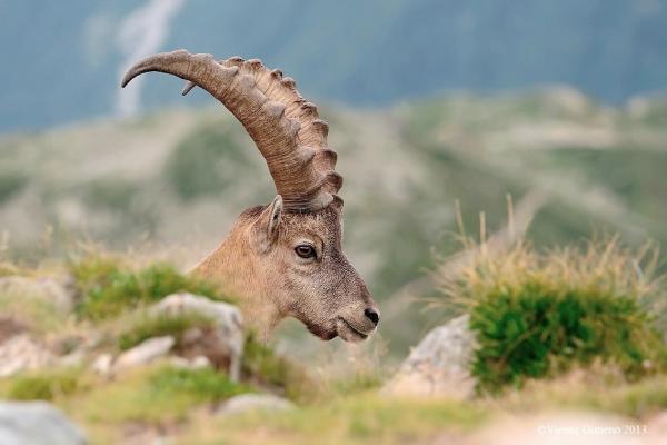 12 animales en peligro de extinción en Italia - Alpine ibex