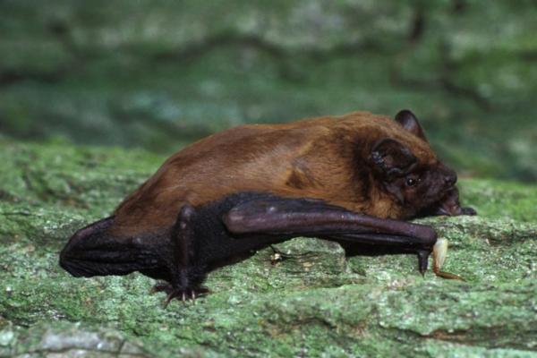 12 animales en peligro de extinción en Italia - murciélagos