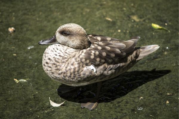 12 animales en peligro de extinción en Italia: pato jaspeado