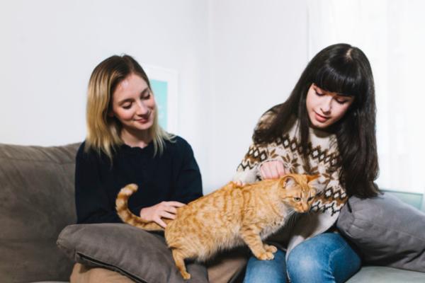 Cómo hacer que tu gato te ame - ¿Por qué el gato no me ama?