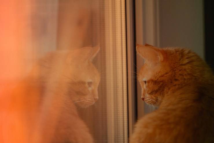 Gato en la ventana