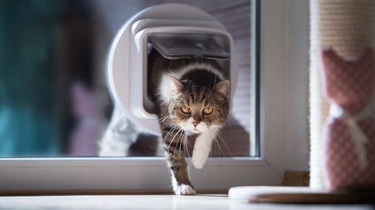 gato