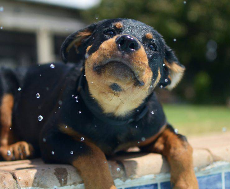Adopta un rottweiler