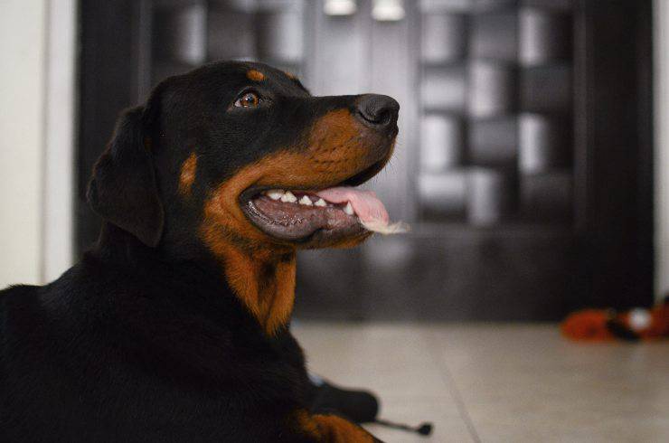 Adopta un rottweiler