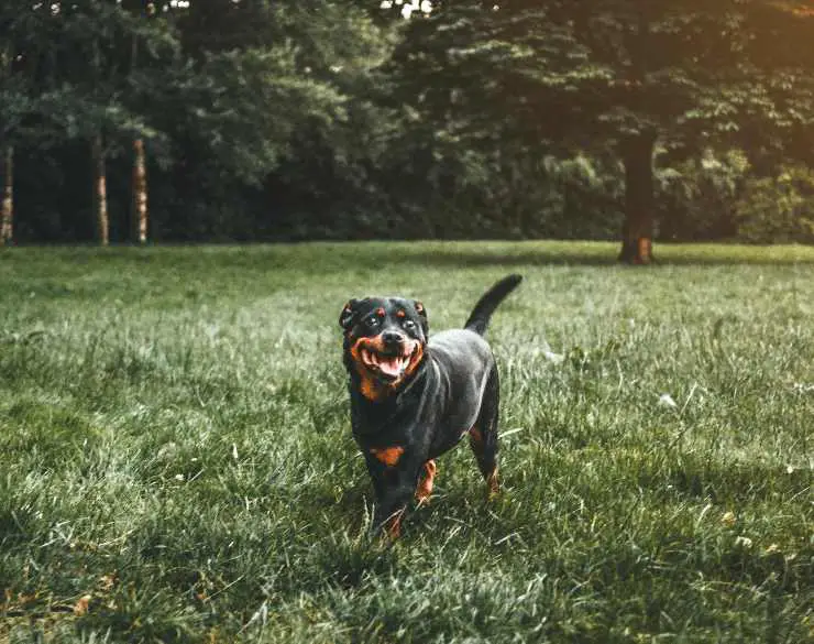 Adopta un rottweiler