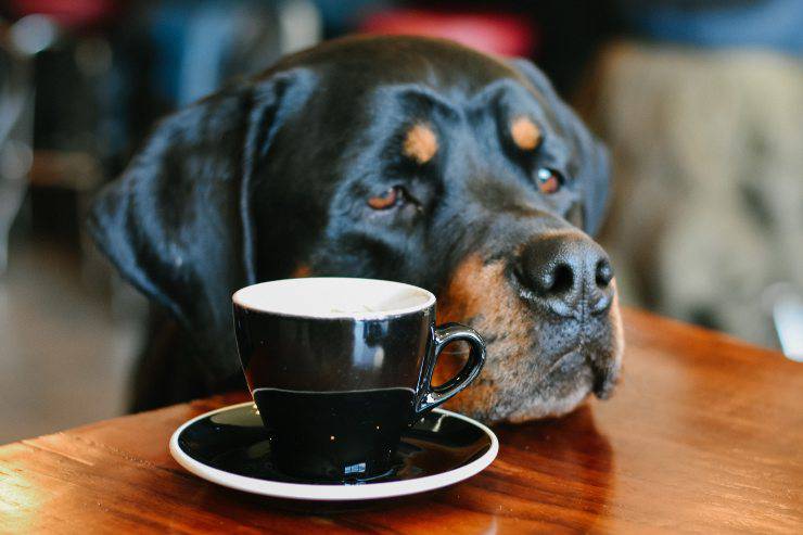 Adopta un rottweiler