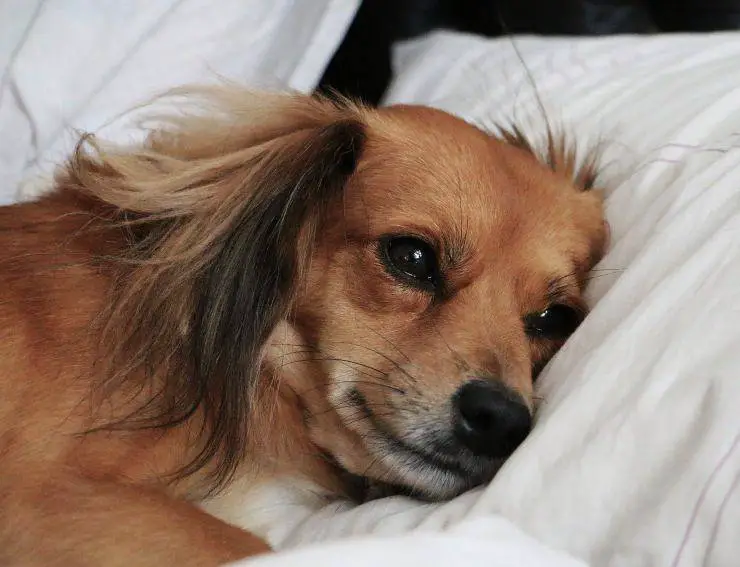 Perro solo en la almohada