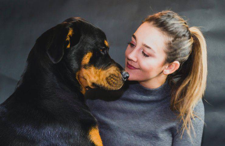 Adopta un rottweiler