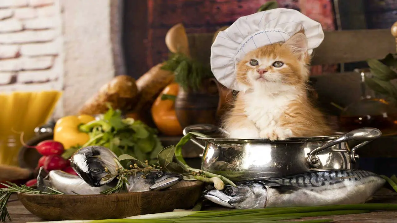 Sopas para gatos: las recetas más saludables para nuestros amigos de cuatro  patas - Vida con Mascotas ▷➡️