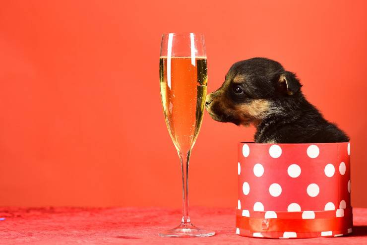 cachorro y vidrio perro puede beber vino espumoso