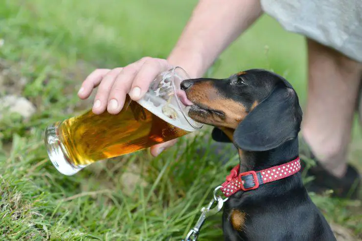 perro y alcohol