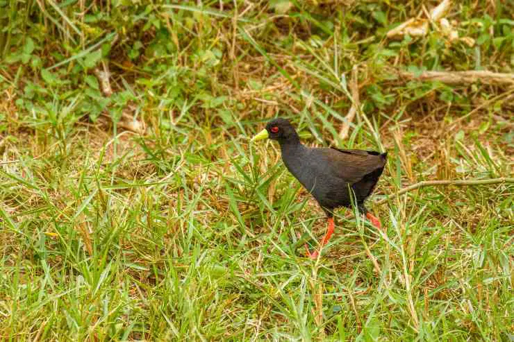 hábitat de crake