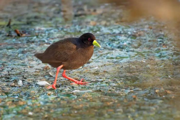 crake africano