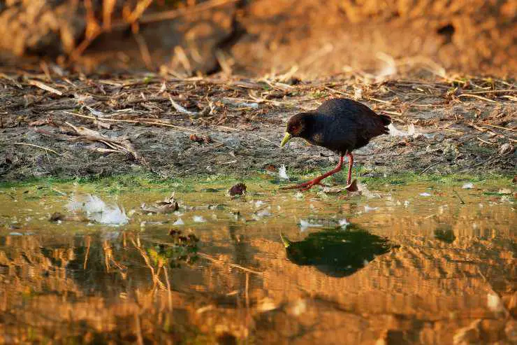 crake