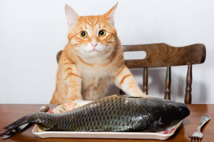 Pueden los gatos comer piel de pescado? Ventajas y desventajas - Vida con  Mascotas ▷➡️