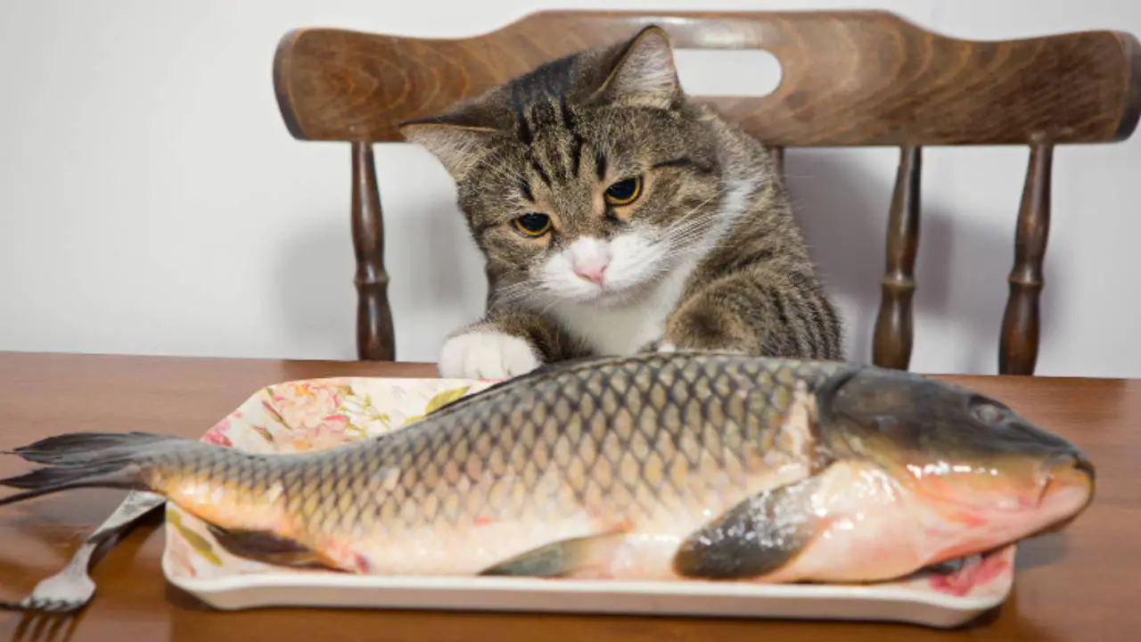 Pueden los gatos comer piel de pescado? Ventajas y desventajas - Vida con  Mascotas ▷➡️