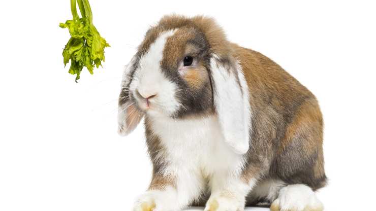 Conejo