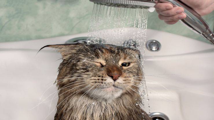 Baño para gatos Baño para gatos