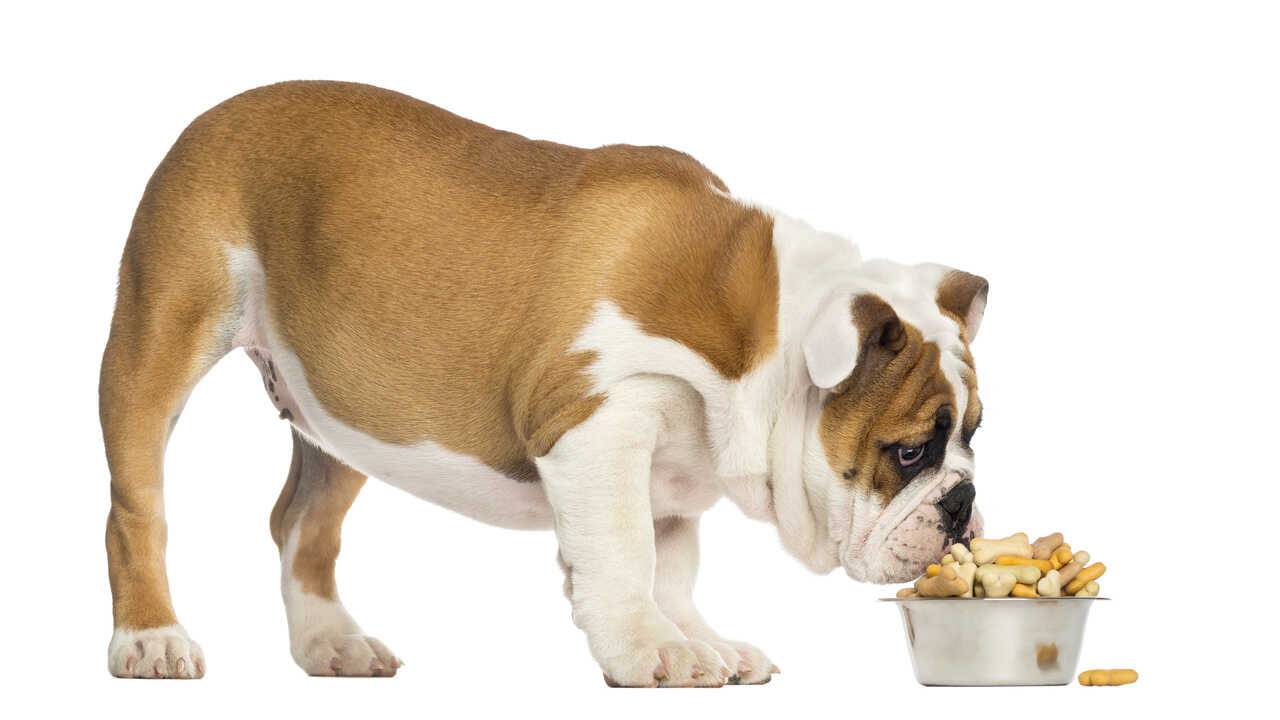 Comida casera para perros: recetas saludables y deliciosas para Fido - Vida  con Mascotas ▷➡️