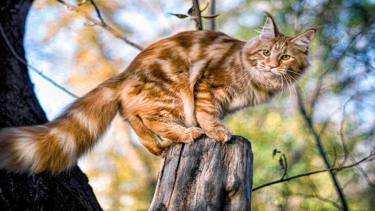 Cómo ayudar al gato a bajarse del árbol: técnicas y consejos - Vida con  Mascotas ▷➡️