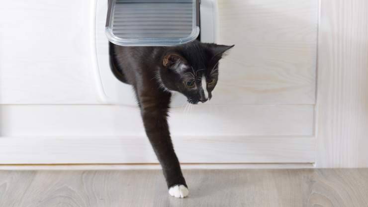 enséñele al gato a usar la solapa para gatos