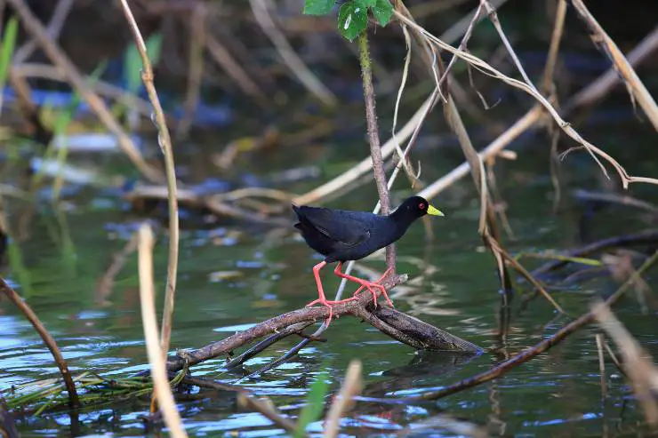 crake