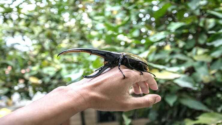 insectos más grandes del mundo