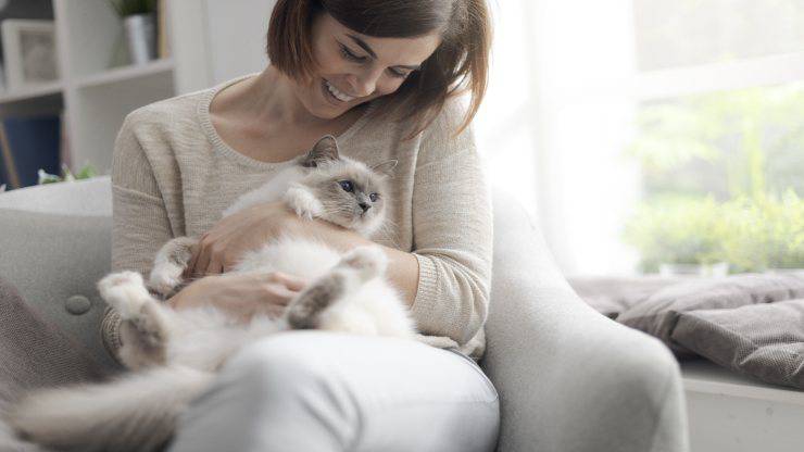 El carácter del gato depende del dueño. El carácter del gato depende del dueño.