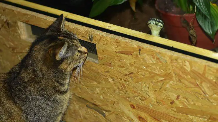 gato mordido por serpiente