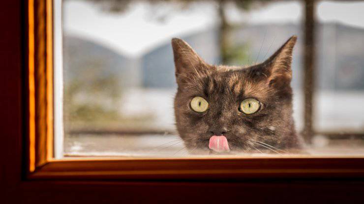 El gato lame el vaso El gato lame el vaso