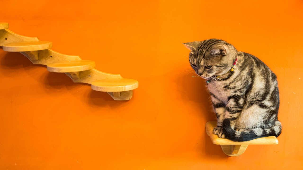 gato en el estante gato de enriquecimiento ambiental
