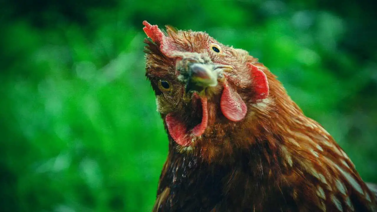 Gallinas en el patio, cuyas obligaciones legales respetar (Adobe Stock Photo)