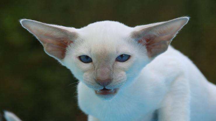 Yo gatti alpha Yo gatti alpha