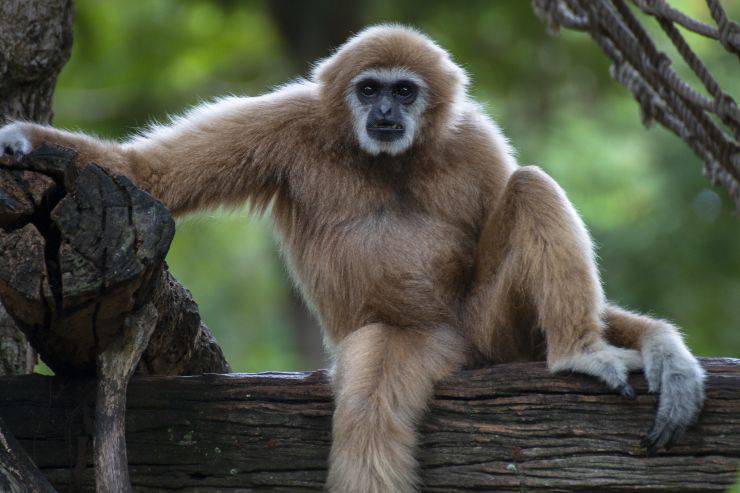 Gibbon: que come, donde vive, características y curiosidades - Vida con  Mascotas ▷➡️