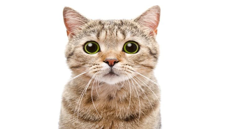 Expresión de un gato, expresiones faciales. Mímica facial de gato (Adobe Stock Photo)
