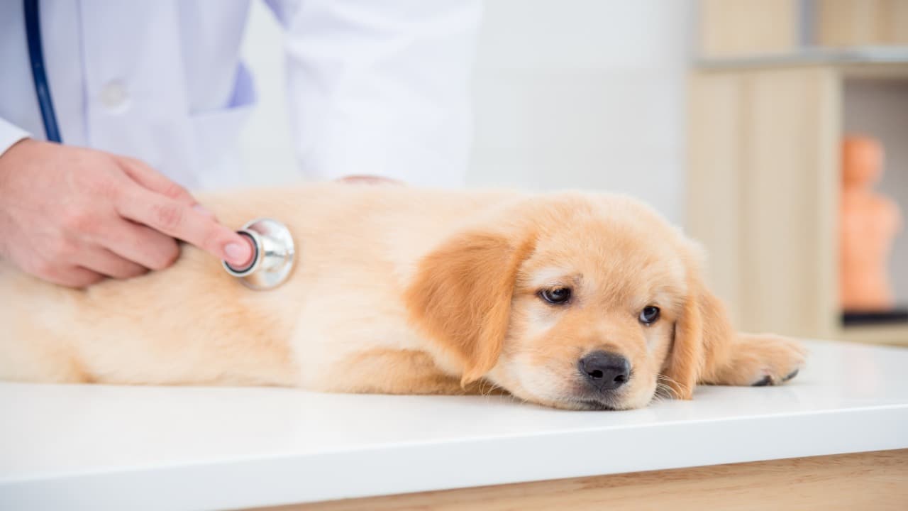 es bonito Días laborables Juntar Radioterapia en perros: que es y cuando está indicada como tratamiento  terapéutico VIDEO - Vida con Mascotas ▷➡️