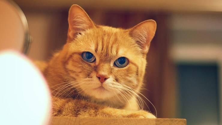 gato de raza pura en entrenamiento fácil de entrenar razas de gatos