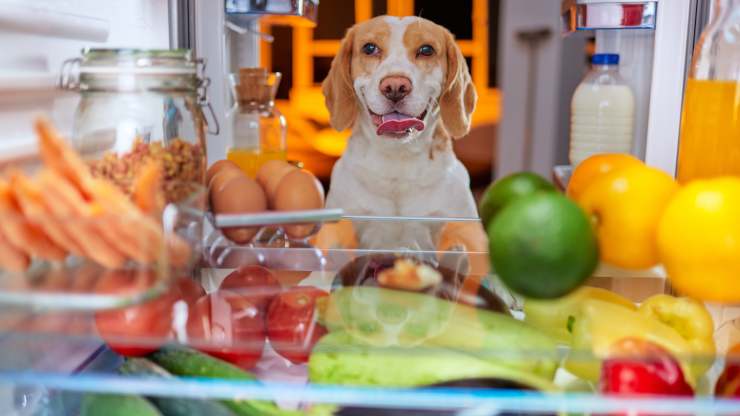 razas de perros que aman comer