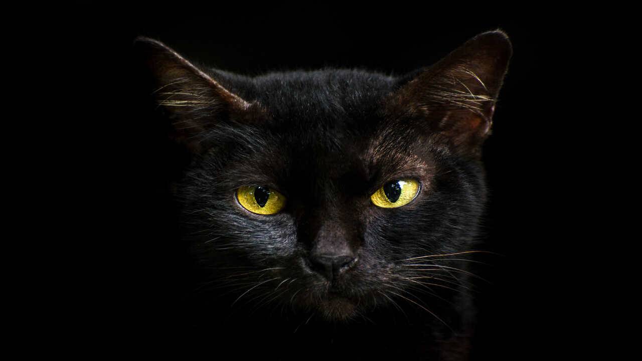 gato negro con ojos amarillos porque el gato nos mira mientras dormimos