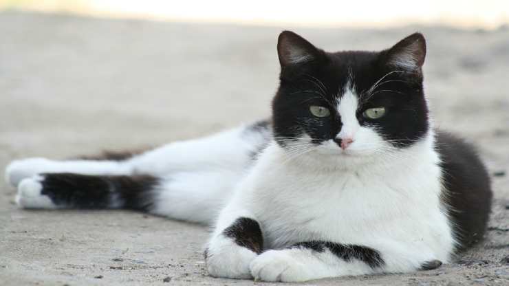 Posando gato (Foto Pixabay)