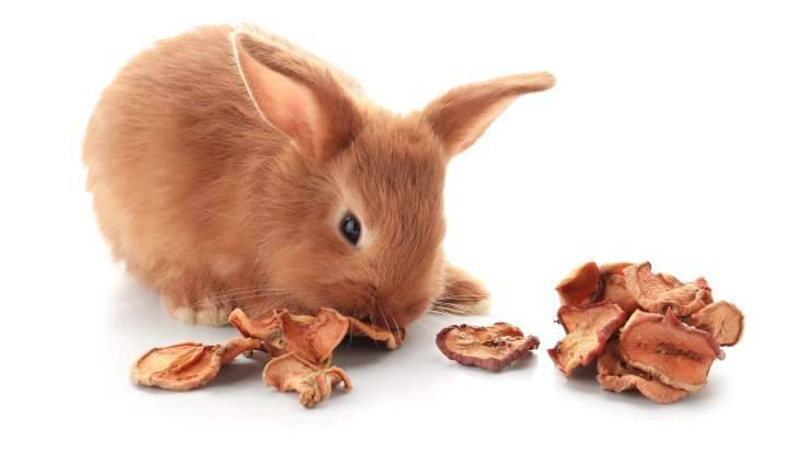 el conejo puede comer frutos secos